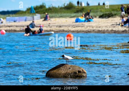 Vacances en Allemagne, Kieler Bucht, Mer Baltique Banque D'Images