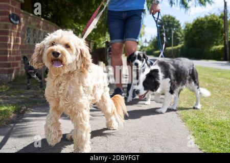 Gros plan sur le chien de compagnie de cafapoo en train de marcher en banlieue rue avec d'autres chiens par le marcheur de chien mâle Banque D'Images
