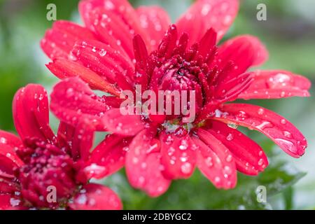 Gros plan des fleurs rouges de Chrysanthemum morifolium après la pluie avec gouttes d'eau Banque D'Images