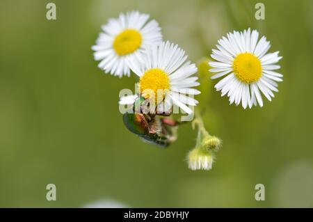 Punaise de roses sur une fleur sauvage blanche et jaune, grand coléoptère vert métallique coloré en plein air, macro. Banque D'Images