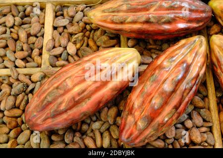 Cacao fèves de cacao étalés pour le processus de séchage Banque D'Images