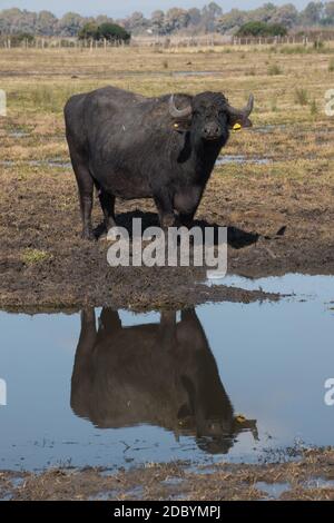 élevage sauvage de vaches de buffle pour la production de viande Et le lait utilisé pour produire la mozzarella de buffle DOP Le sud de l'Italie avec une grande piscine où Banque D'Images