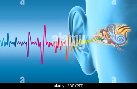 Oreille humaine avec oreille moyenne, otite, canal auditif, membrane tympanique, canal auditif et nerf cochlée Banque D'Images