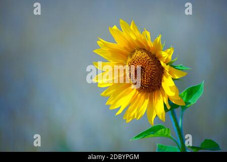 Gros plan sur les supports de tournesol jaune. Une agriculture florissante. Magnifique fond d'écran. Banque D'Images