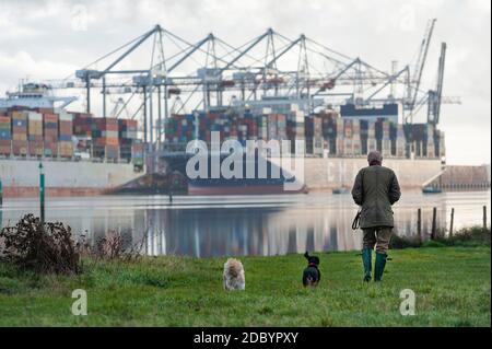 Southampton, Royaume-Uni, 10 novembre 2020. Un homme qui marche ses deux chiens sur la plage de Goatee le long du River Test près des quais de Southampton, alors que deux navires cargo sont chargés de conteneurs. Banque D'Images