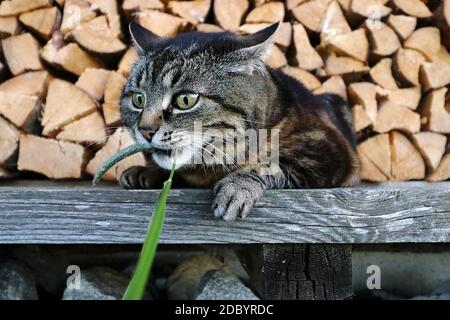 Photo grand angle d'un chat en train de jouer devant une pile de bois Banque D'Images