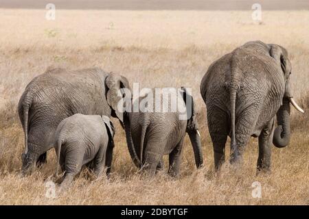 Troupeau d'éléphants du Parc National de Serengeti, Tanzanie, Afrique. La faune africaine Banque D'Images