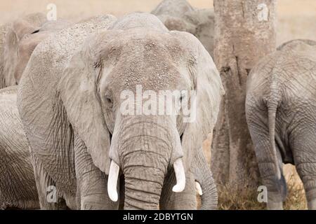 Troupeau d'éléphants du Parc National de Serengeti, Tanzanie, Afrique. La faune africaine Banque D'Images