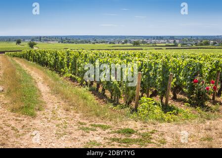 Vue sur dans le vignoble en Bourgogne Bourgogne, maison de pinot noir et chardonnay en été avec ciel bleu. Côte d'Or. Banque D'Images