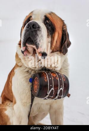 Saint Bernard chien de sauvetage à l'emblématique le baril. Banque D'Images