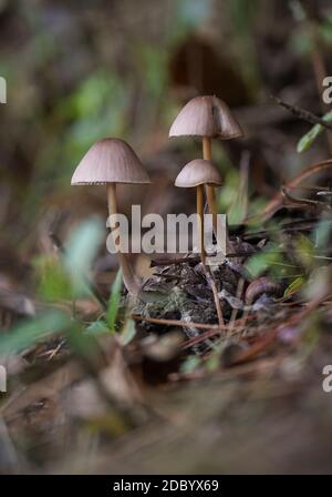 Champignon du cône de pin (Mycena seynesii), Bonnet du cône de pin, croissant en forêt sur le cône, Andalousie, Espagne. Banque D'Images