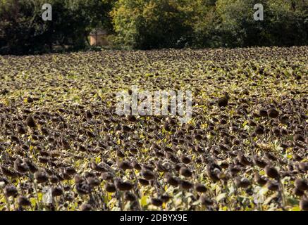 Domaine du séchage tournesol en vallée de Dordogne. France Banque D'Images