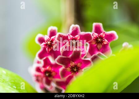 Gros plan de fleurs rouges et roses en forme d'étoile de carnosa de Hoya ou de fleur de porcelaine ou de cire. Banque D'Images