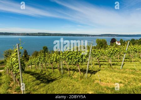 Vue sur le lac de Constance depuis les vignobles près de l'église de pèlerinage Birnau, Bade-Wurtemberg, Allemagne Banque D'Images