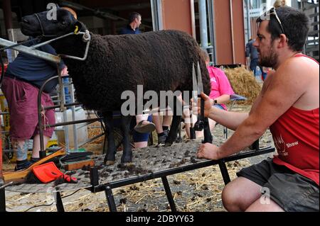 Builth Wells, pays de Galles, Royaume-Uni. 21 juillet 2019. Les agriculteurs préparent leur bétail pour le 100e Royal Welsh Show Banque D'Images