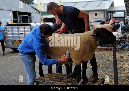 Builth Wells, pays de Galles, Royaume-Uni. 21 juillet 2019. Les agriculteurs préparent leur bétail pour le 100e Royal Welsh Show Banque D'Images