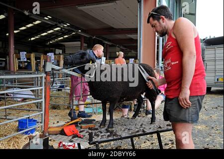 Builth Wells, pays de Galles, Royaume-Uni. 21 juillet 2019. Les agriculteurs préparent leur bétail pour le 100e Royal Welsh Show Banque D'Images