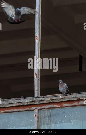 l'une des mouches et l'autre pigeon se trouve sur la fenêtre car il n'y a pas de fenêtre ni de pigeon peut entrer et sortir du bâtiment par l'em Banque D'Images