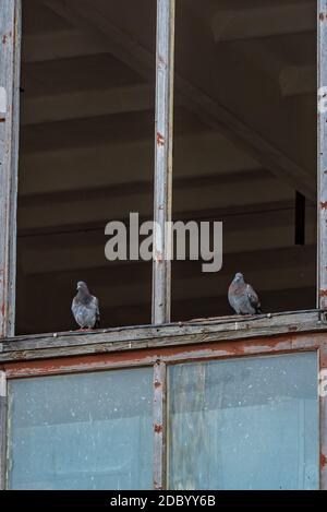 deux pigeons sont assis sur un cadre de fenêtre sans verre, ce qui permet au pigeon d'entrer et de quitter le bâtiment abandonné Banque D'Images