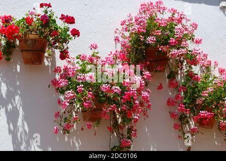 Géraniums rose et rouge en pots contre un mur blanchi à la chaux, Ronda, province de Malaga, Andalousie, Espagne, Europe. Banque D'Images