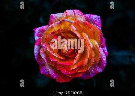 Belles roses avec gouttes d'eau Banque D'Images