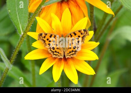 Polygonia c-album, la virgule papillon sur la fleur de Rudbeckia hirta. Extrême-Orient russe. Banque D'Images