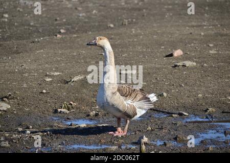 Gris oie debout et regardant loin Banque D'Images