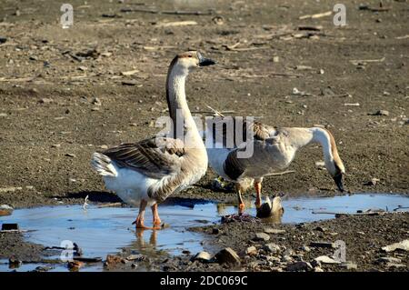 Oie grise debout et regardant loin près de boire de l'oie et eau Banque D'Images