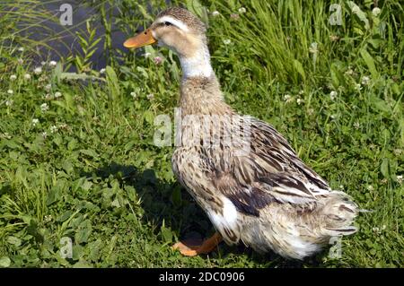 Canard colvert femelle (anas platyrhynchos) sur le sol près de l'étang un jour d'été. Gros plan Banque D'Images