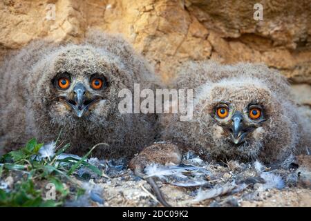 Petite aigle-hibou eurasien, bubo, poussins assis dans le nid sur le sol en nature printanière. Les petits hiboux regardent avec des plumes autour dans les wildernes Banque D'Images