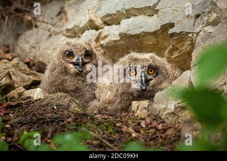 Surprise aigle-hibou eurasien, bubo, poussins sur le nid dans la nature printanière. Petits hiboux assis dans un nid sous la falaise et regardant de la vue de bas angle. ANI Banque D'Images