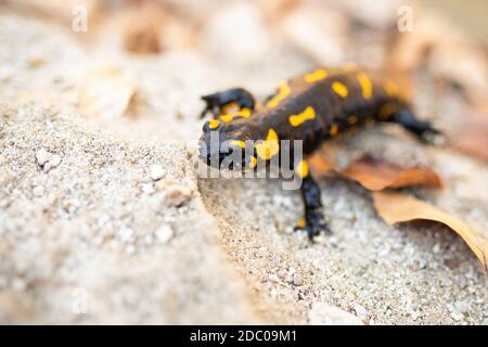 Salamandre feu, salamandre salamandre, assis sur le sable dans la nature d'automne. Reptile toxique avec taches jaunes à l'avant. Animal à motifs toxique sauvage Banque D'Images