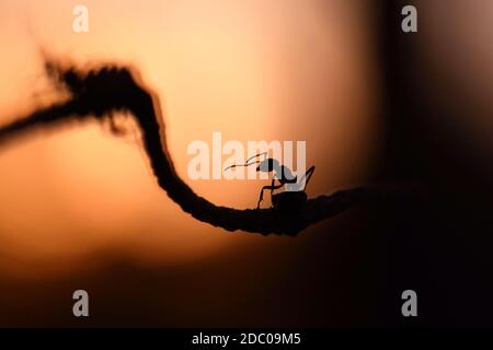Petit fourmis de bois, formica rufa, marche sur branche dans la nature de coucher de soleil. Silhouette de petit insecte grimpant sur la corde en plein soleil le soir. Contour de bogue sauvage W Banque D'Images