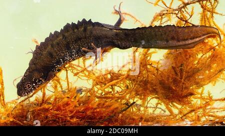 Le mâle danube a crevé le nouveau, triturus dobrogicus, se cachant entre l'herbe d'eau sur le fond du fleuve. Espèces d'animaux aquatiques menacées qui nagent dans les marais. Banque D'Images