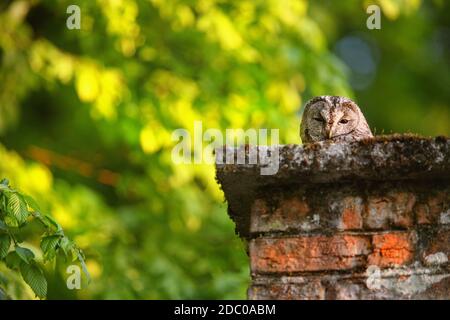 Hibou endormi, strix aluco, piquant de vieille cheminée dans la campagne. Toit avec vue sur les oiseaux et espace copie. Observation d'animaux sauvages depuis un toit de ferme Banque D'Images