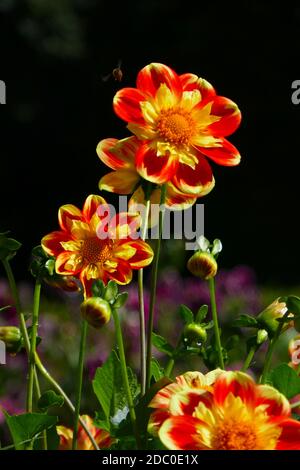 dahlias à fleurs orange rouge Banque D'Images