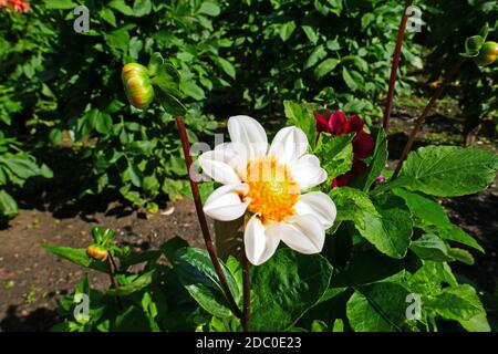 dahlias à fleurs blanches Banque D'Images