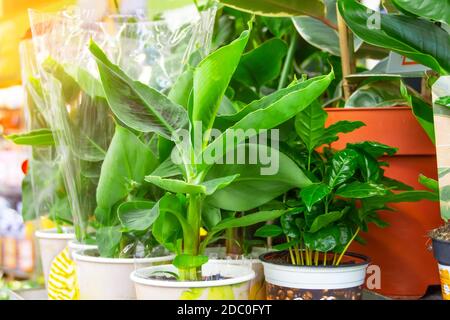 Plants de Musa de banane dans des pots sur les étagères du magasin vendant à l'intérieur plantes exotiques Banque D'Images