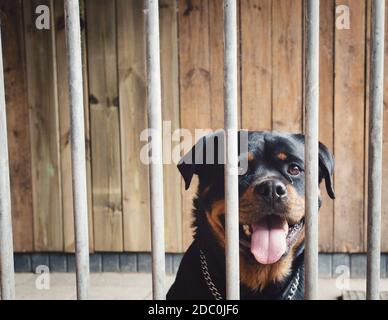 Joli chien heureux derrière la clôture, rottweiler en cage, portrait d'un bel animal verrouillé avec un fond en bois Banque D'Images