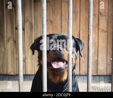 Joli chien heureux derrière la clôture, rottweiler en cage, portrait d'un bel animal verrouillé avec un fond en bois Banque D'Images