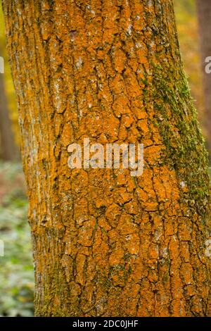 Xanthoria parientina est un lichen orange très commun qui se développe sur de nombreux types de substrat. Il est plus orange en plein soleil et plus pâle à l'ombre Banque D'Images