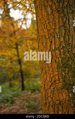 Xanthoria parientina est un lichen orange très commun qui se développe sur de nombreux types de substrat. Il est plus orange en plein soleil et plus pâle à l'ombre Banque D'Images