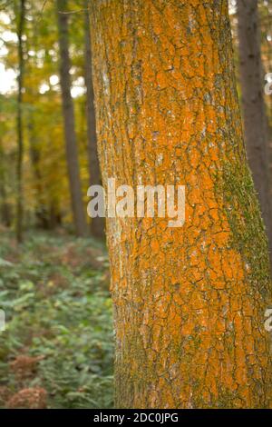 Xanthoria parientina est un lichen orange très commun qui se développe sur de nombreux types de substrat. Il est plus orange en plein soleil et plus pâle à l'ombre Banque D'Images