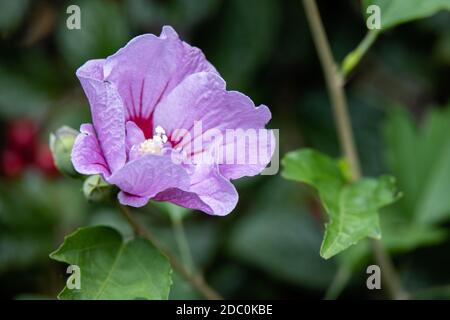 Hibiscus rose Floraison dans East Grinstead Banque D'Images