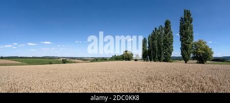 Champ de blé brun mûr sur une rangée de peupliers Banque D'Images