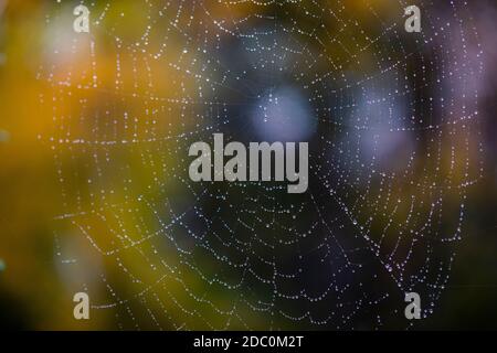 Image macro d'une toile d'araignée couverte de rosée contre l'automne arrière-plan Banque D'Images