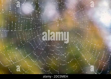 Image macro d'une toile d'araignée couverte de rosée contre l'automne arrière-plan Banque D'Images