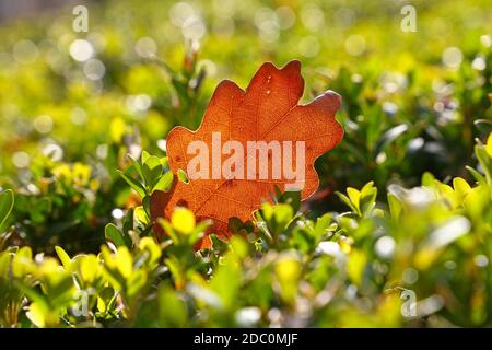 Gros plan sur une feuille de chêne d'automne tombée orange rétro-éclairée dans l'herbe sur le sol, vue en angle bas Banque D'Images