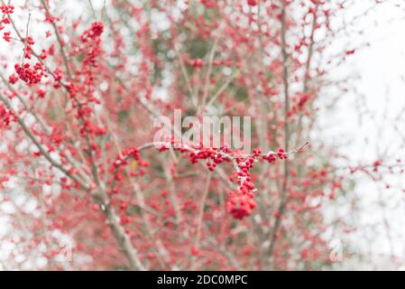 Neige tombant sur Ilex decidua (ou baies d'hiver, Possum Haw, feuilles caduques Holly) fruits rouges sur grand arbuste petit arbre, pas de feuilles dormantes. Couleurs vives dans Banque D'Images