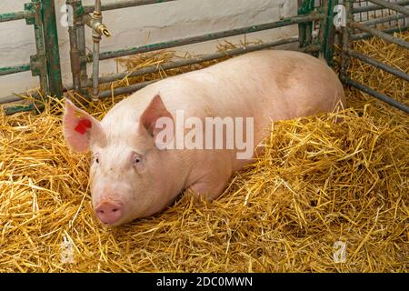 Un grand cochon en paille à la ferme Banque D'Images